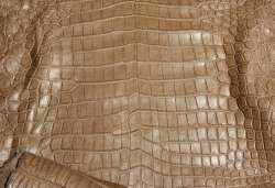 Светло-коричневая кожа крокодила